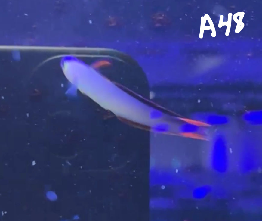 11/8 Facebook Live Auction