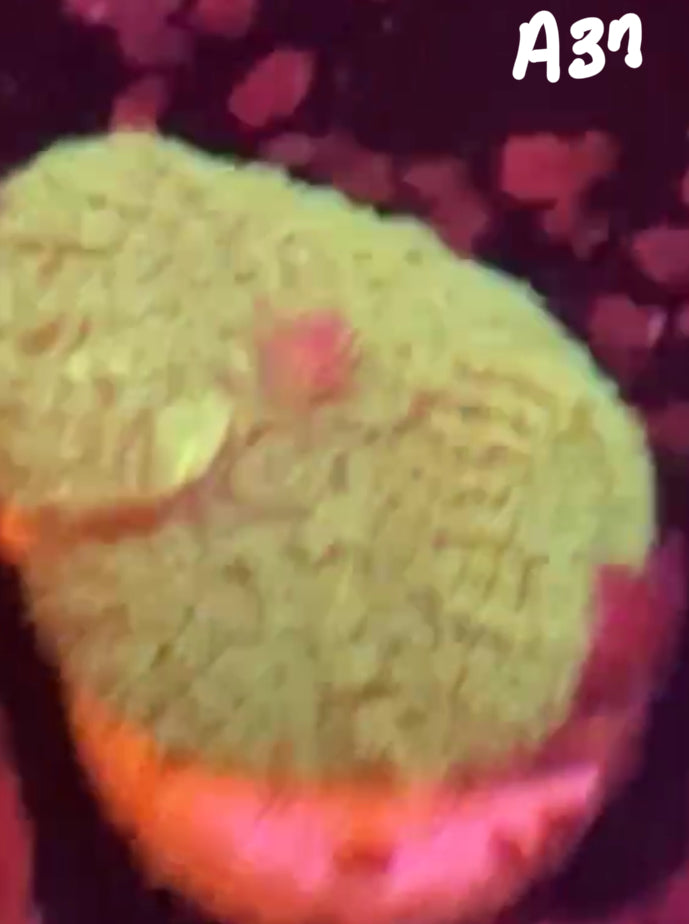 11/8 Facebook Live Auction