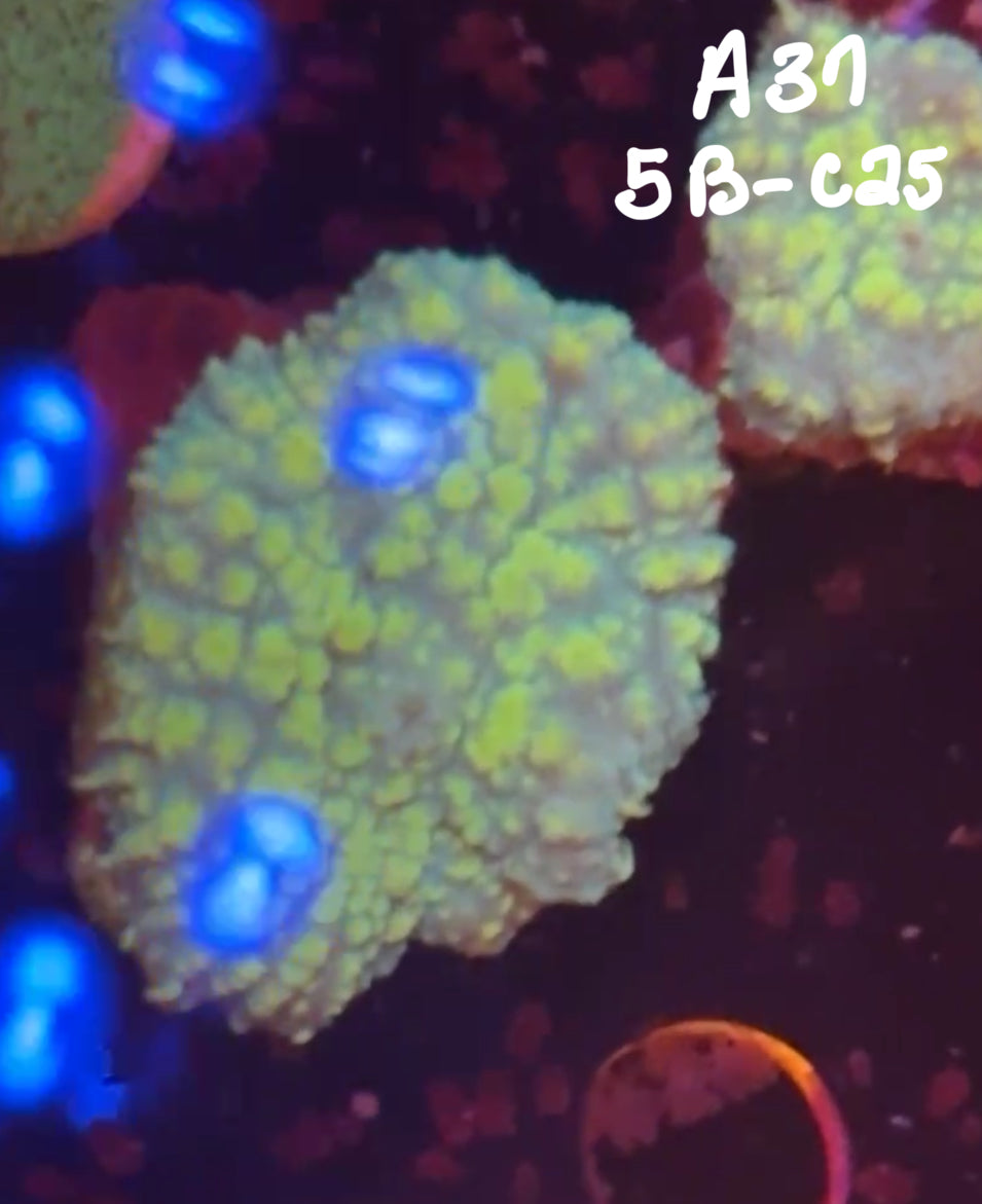 11/8 Facebook Live Auction