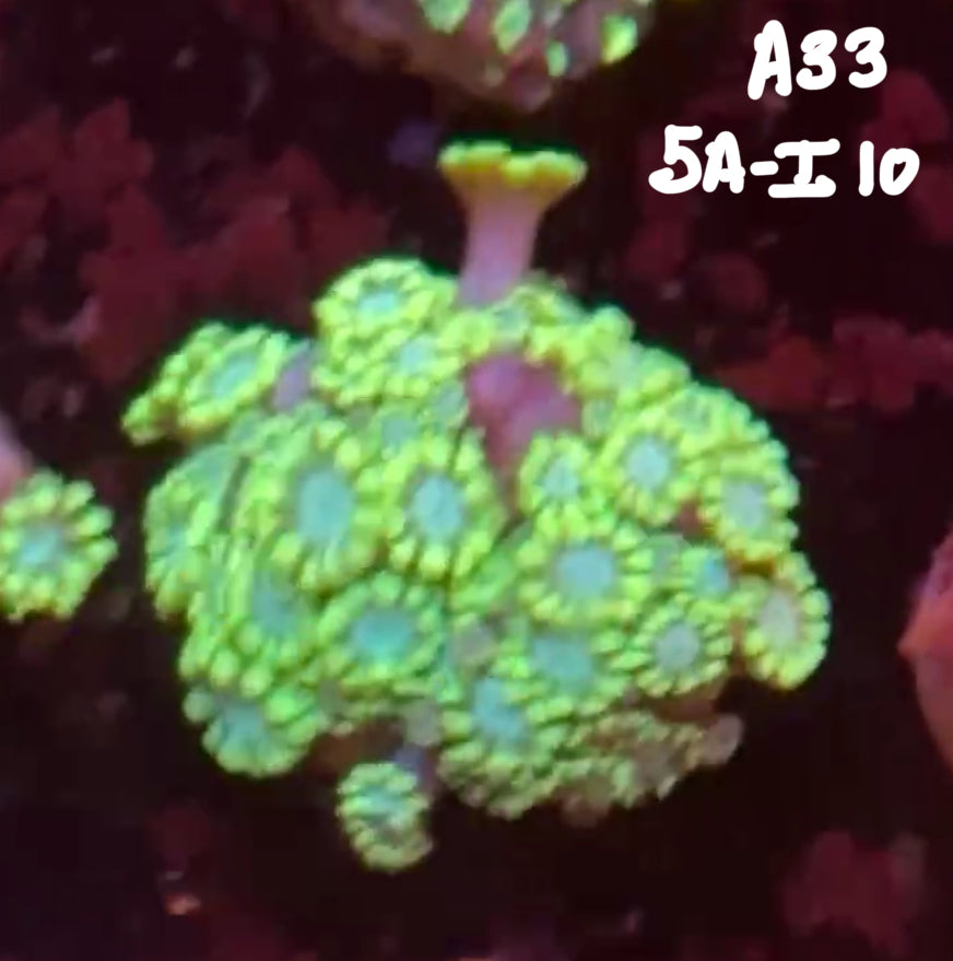 11/8 Facebook Live Auction