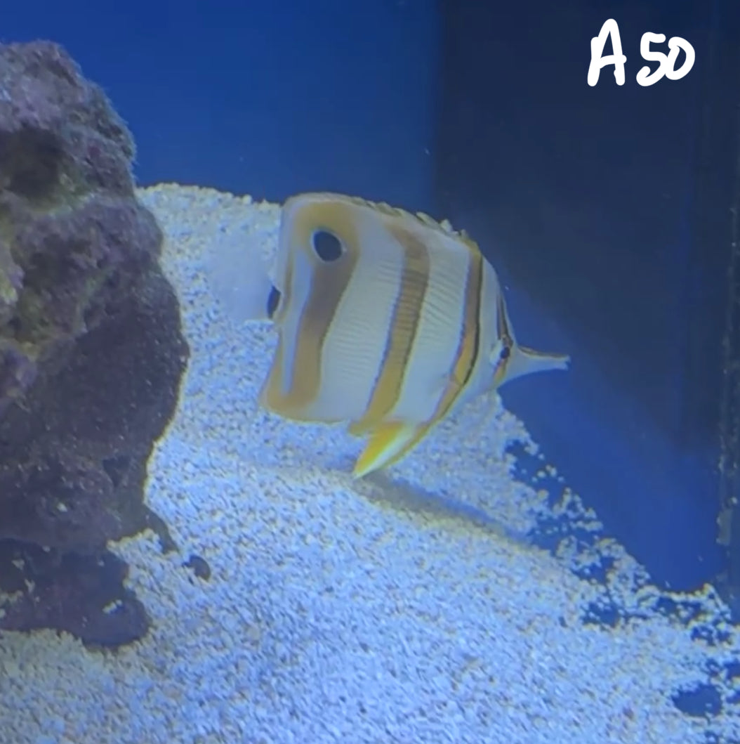 11/8 Facebook Live Auction