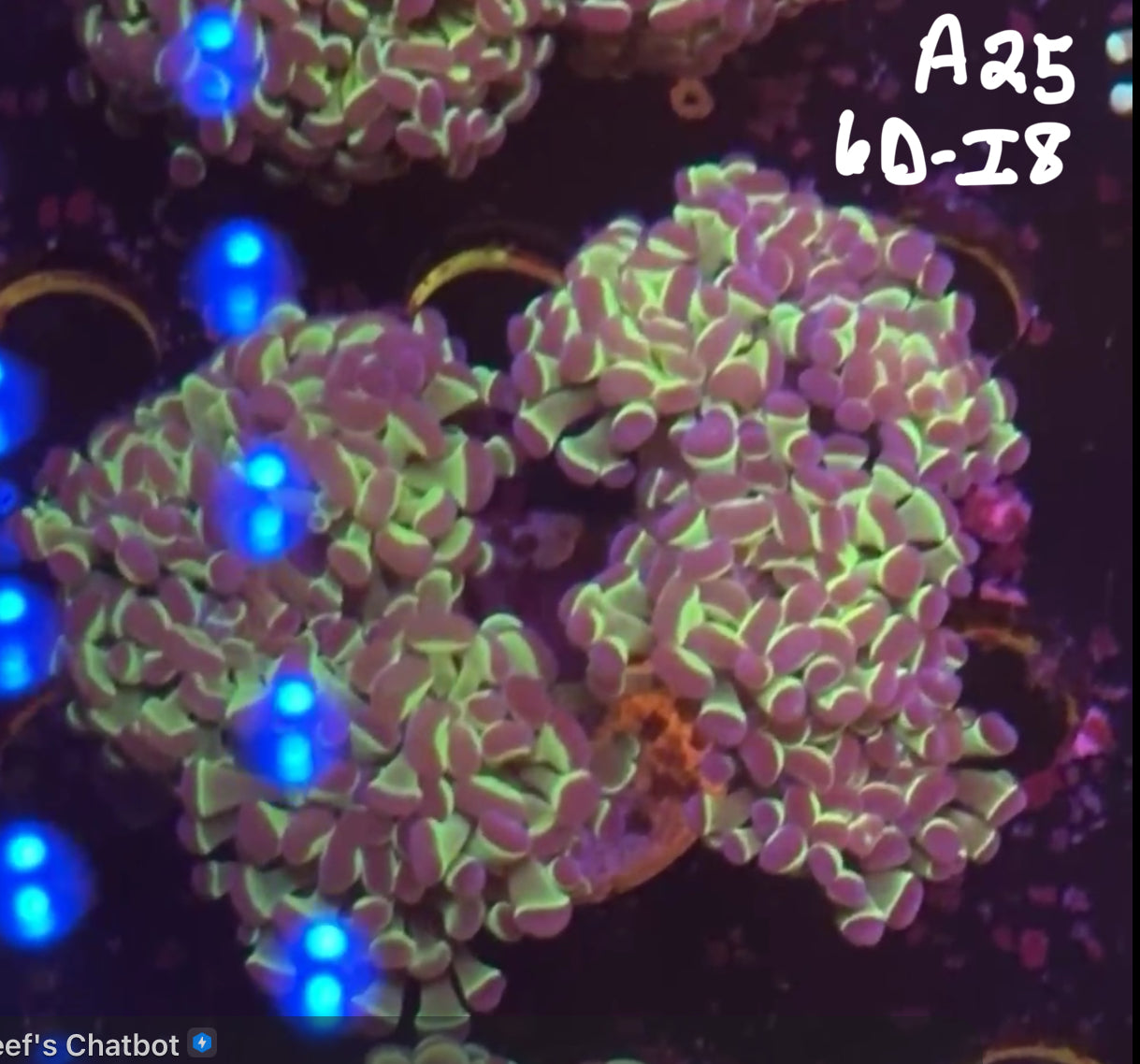 11/8 Facebook Live Auction