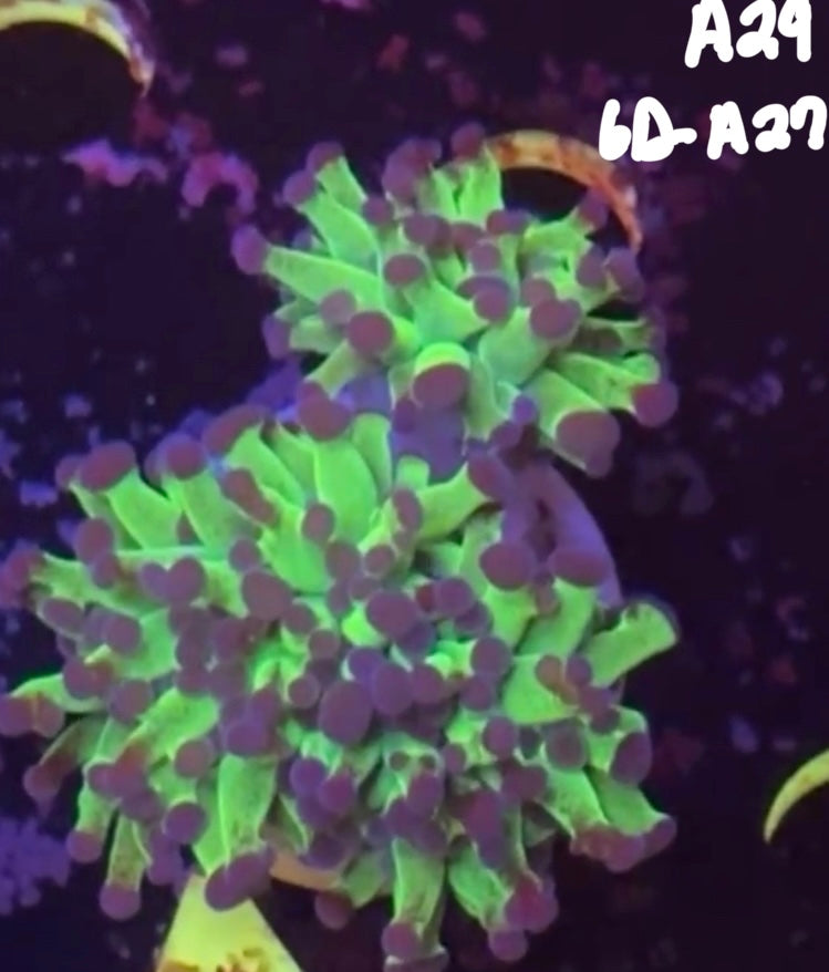 11/8 Facebook Live Auction