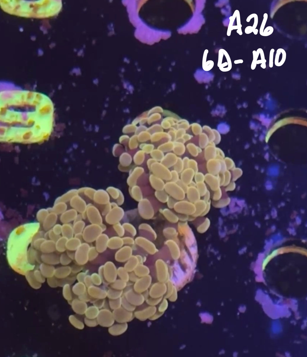 11/8 Facebook Live Auction