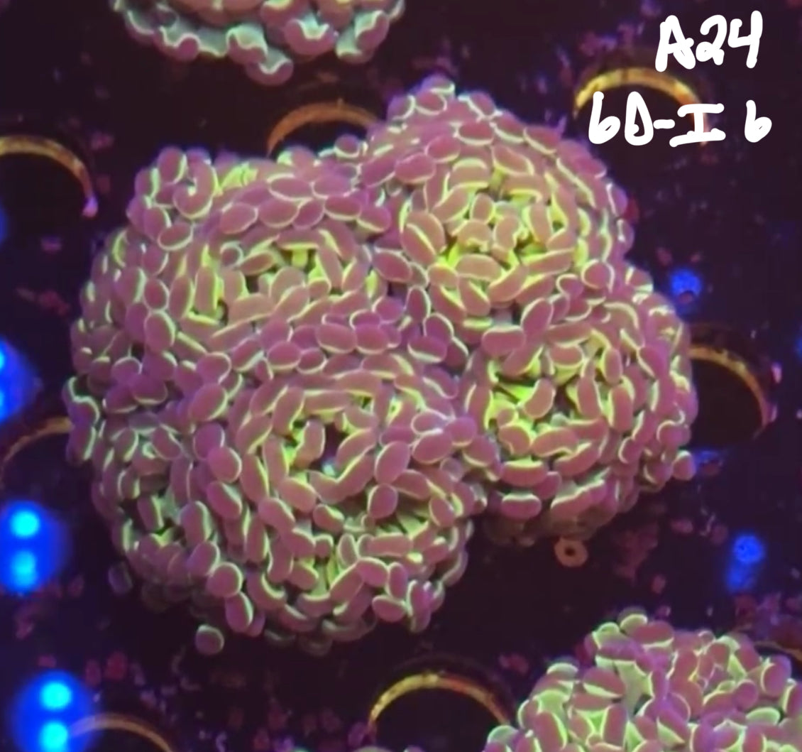 11/8 Facebook Live Auction