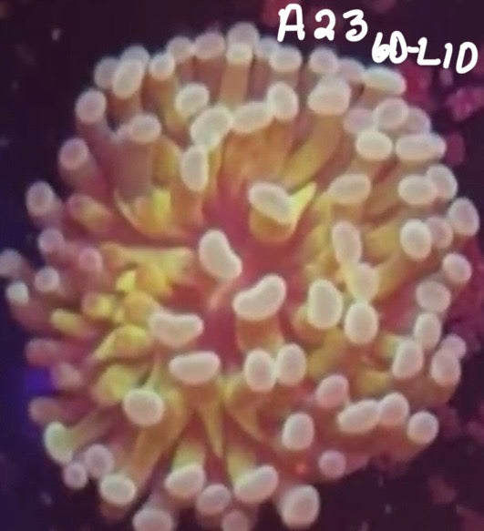 11/8 Facebook Live Auction