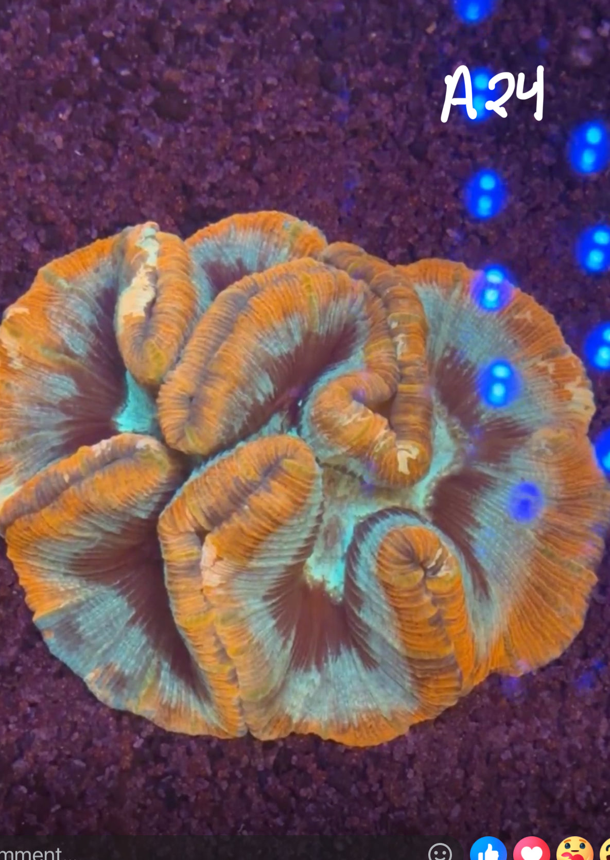 11/8 Facebook Live Auction