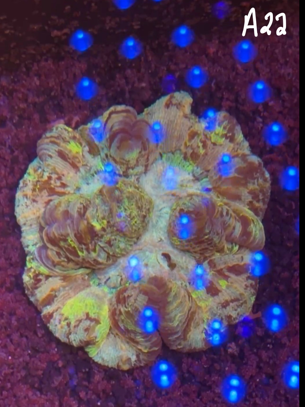 11/8 Facebook Live Auction