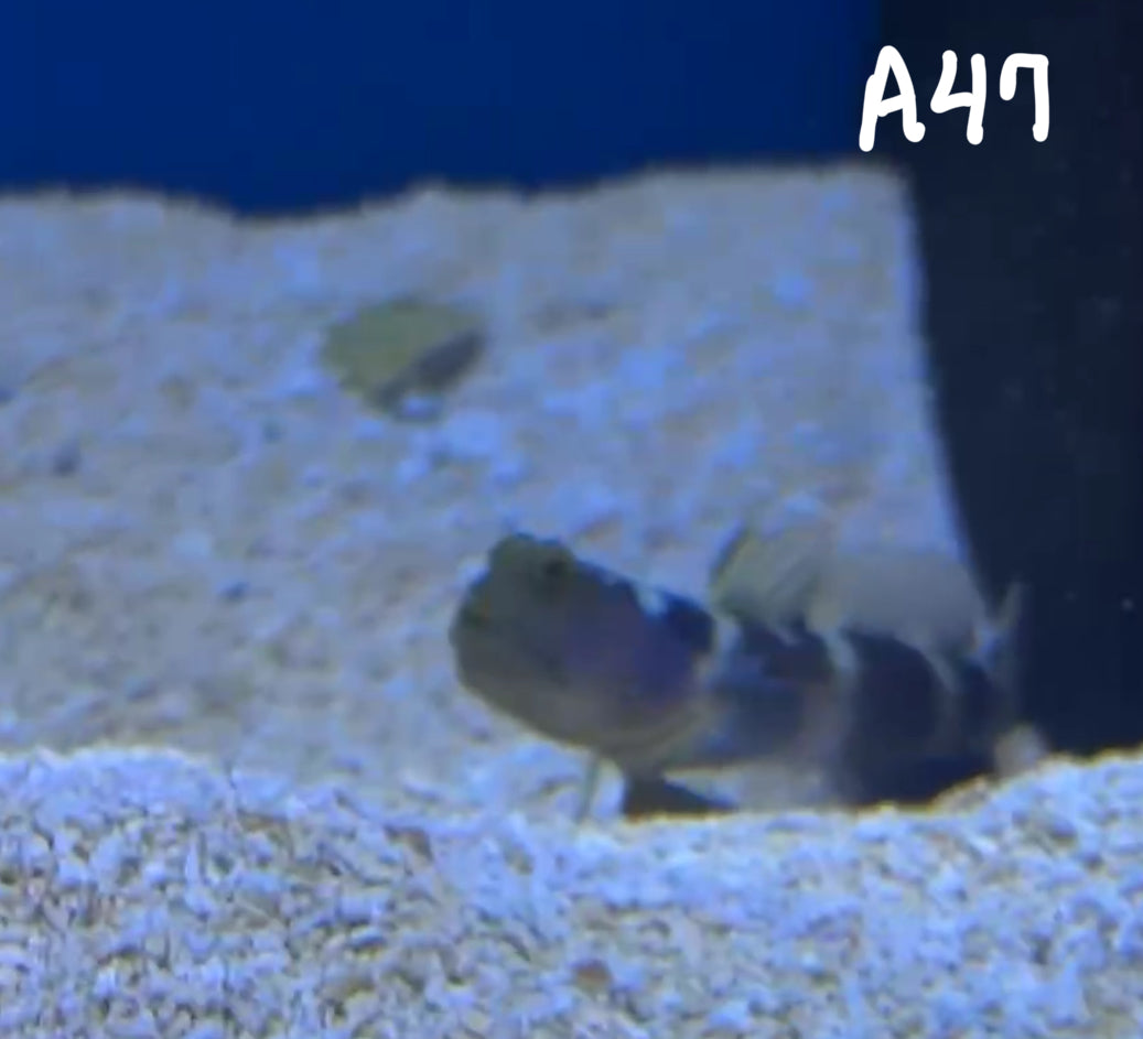 11/8 Facebook Live Auction