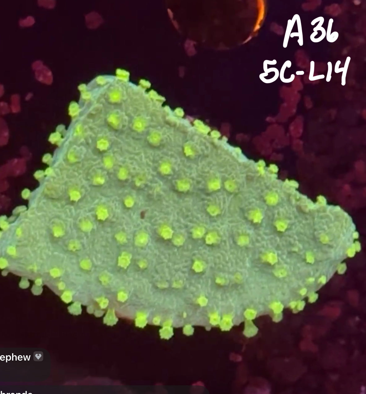 11/8 Facebook Live Auction