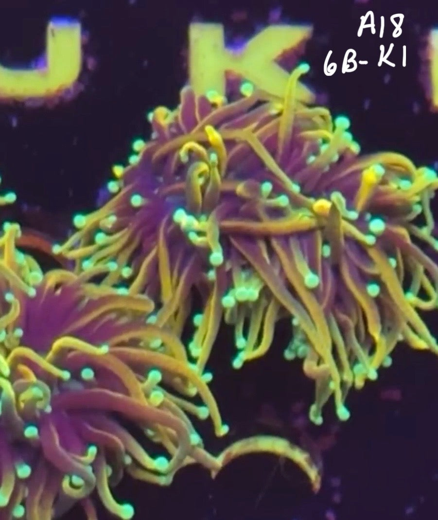 11/8 Facebook Live Auction