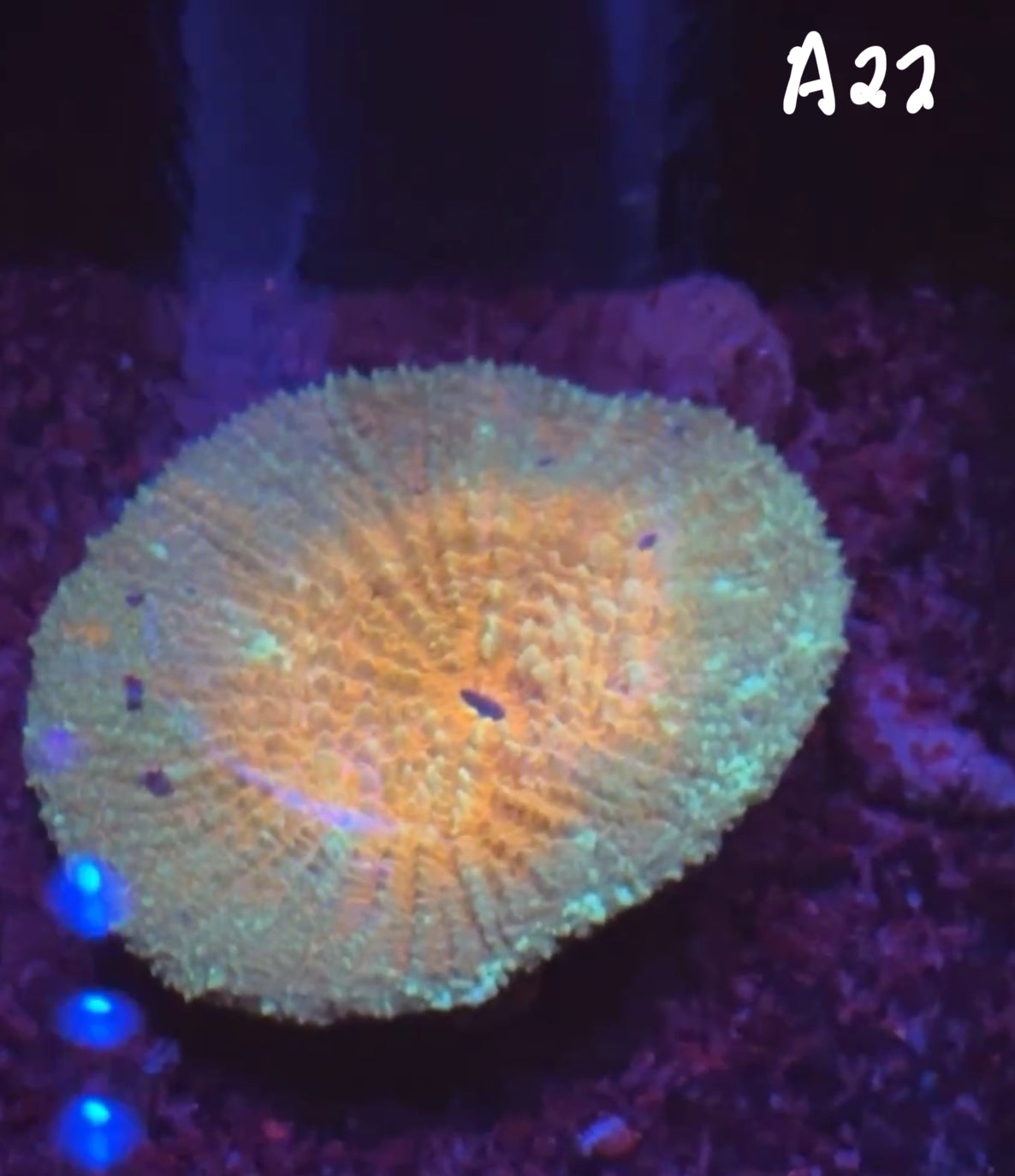 11/8 Facebook Live Auction