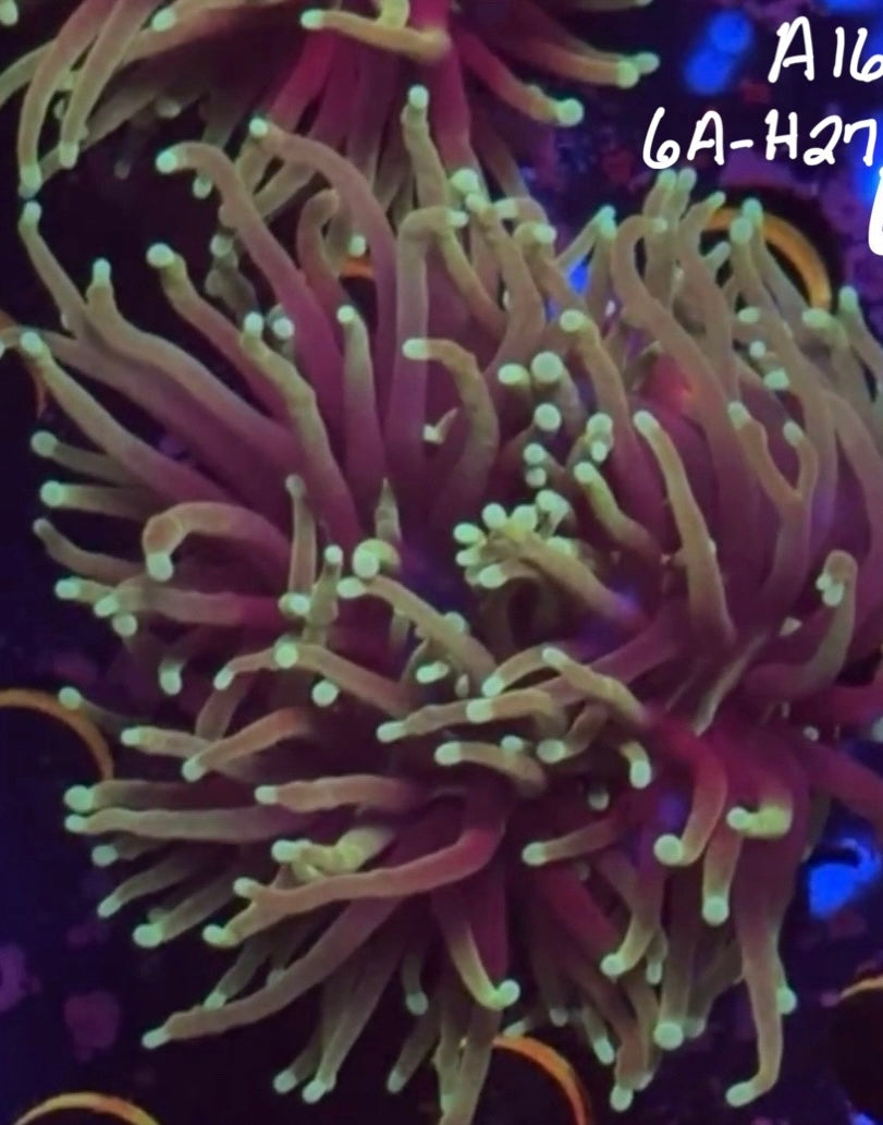 11/8 Facebook Live Auction