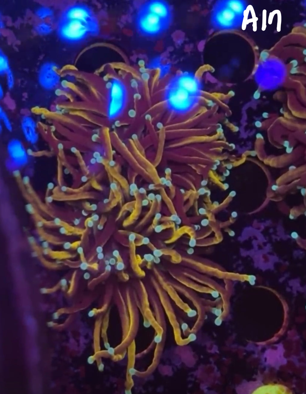 11/8 Facebook Live Auction