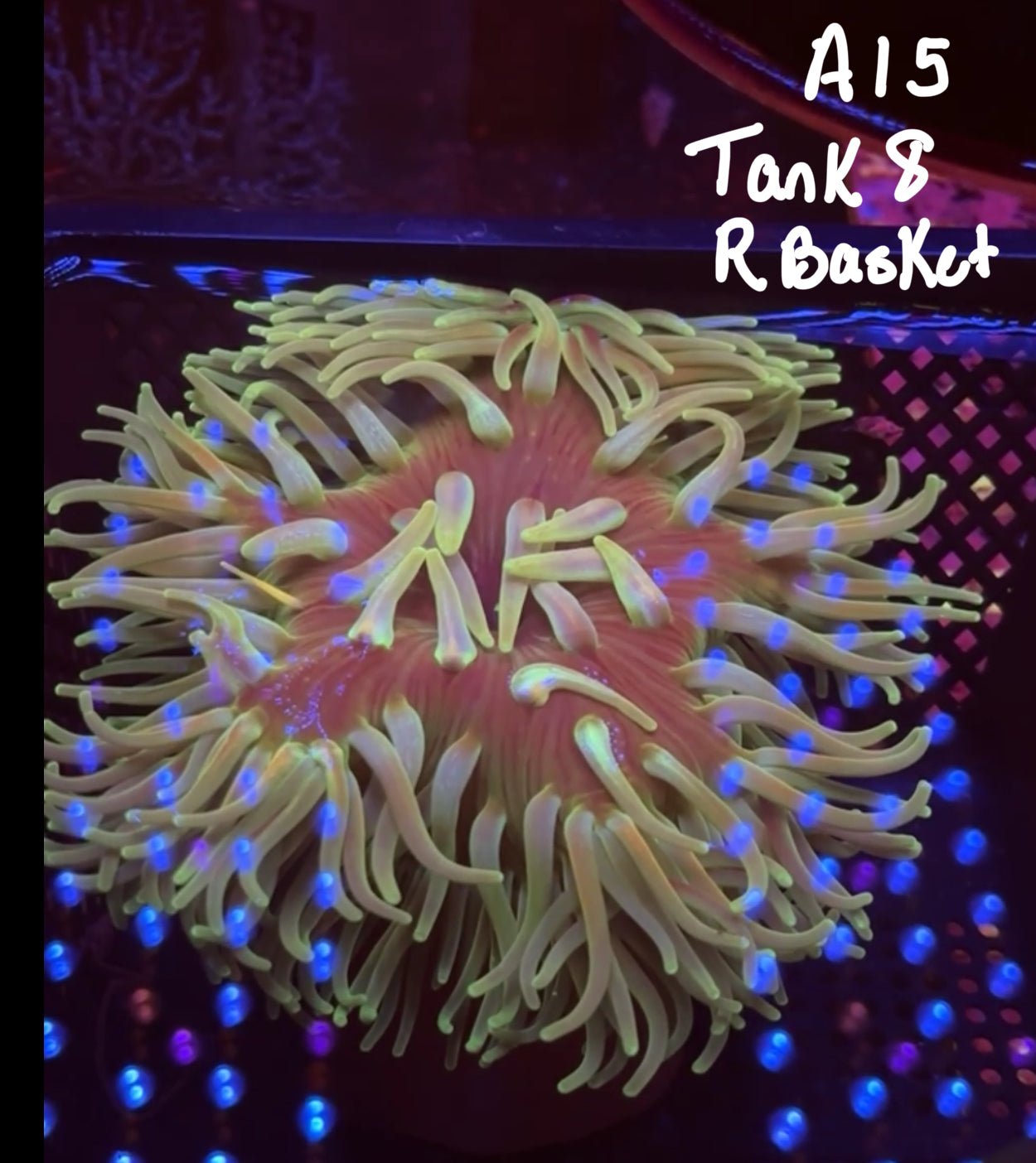 11/8 Facebook Live Auction