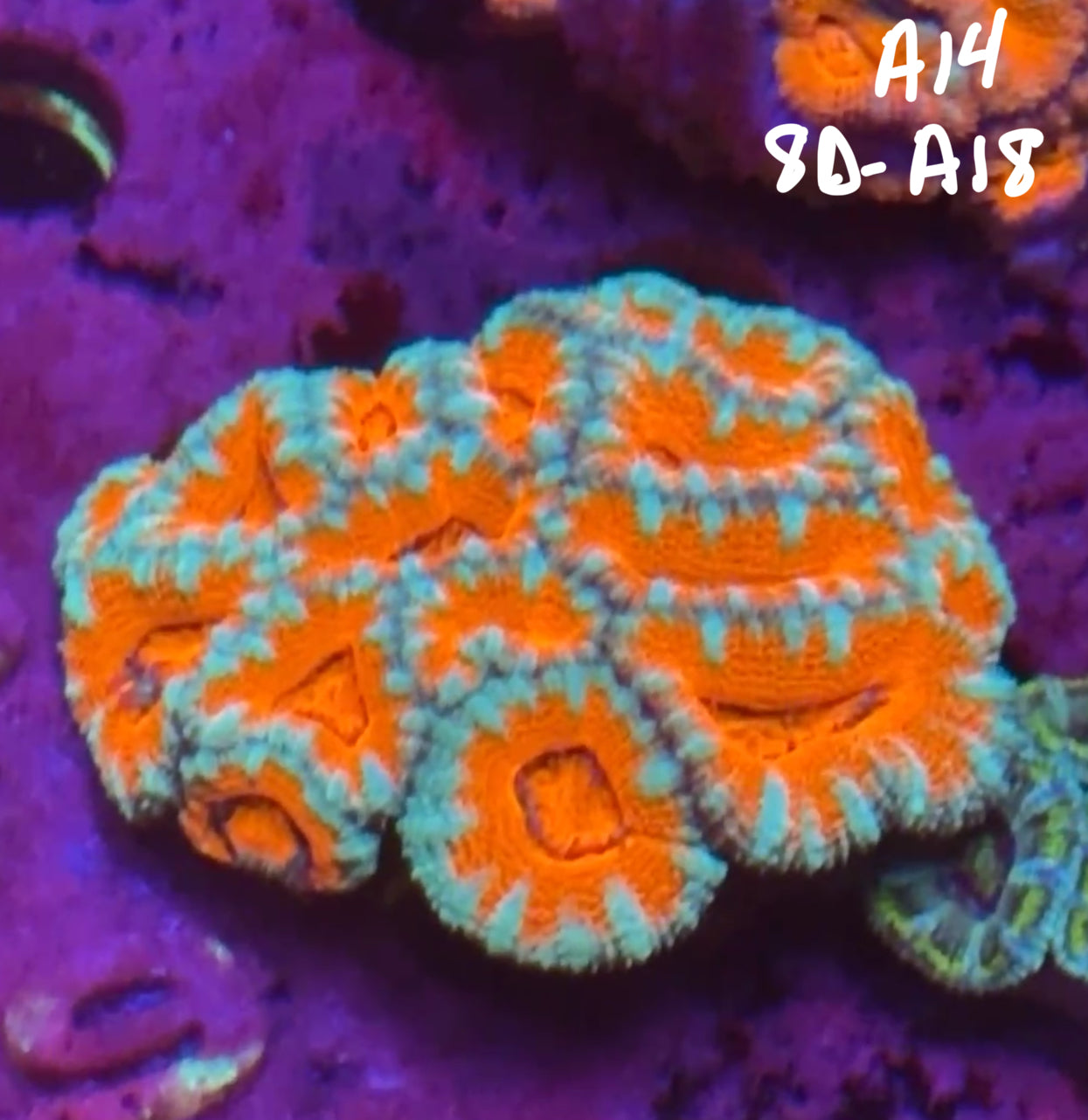 11/8 Facebook Live Auction