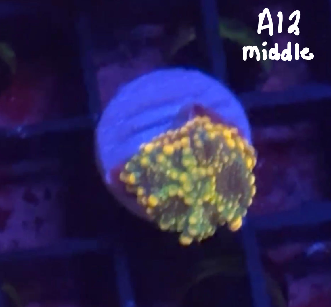 11/8 Facebook Live Auction