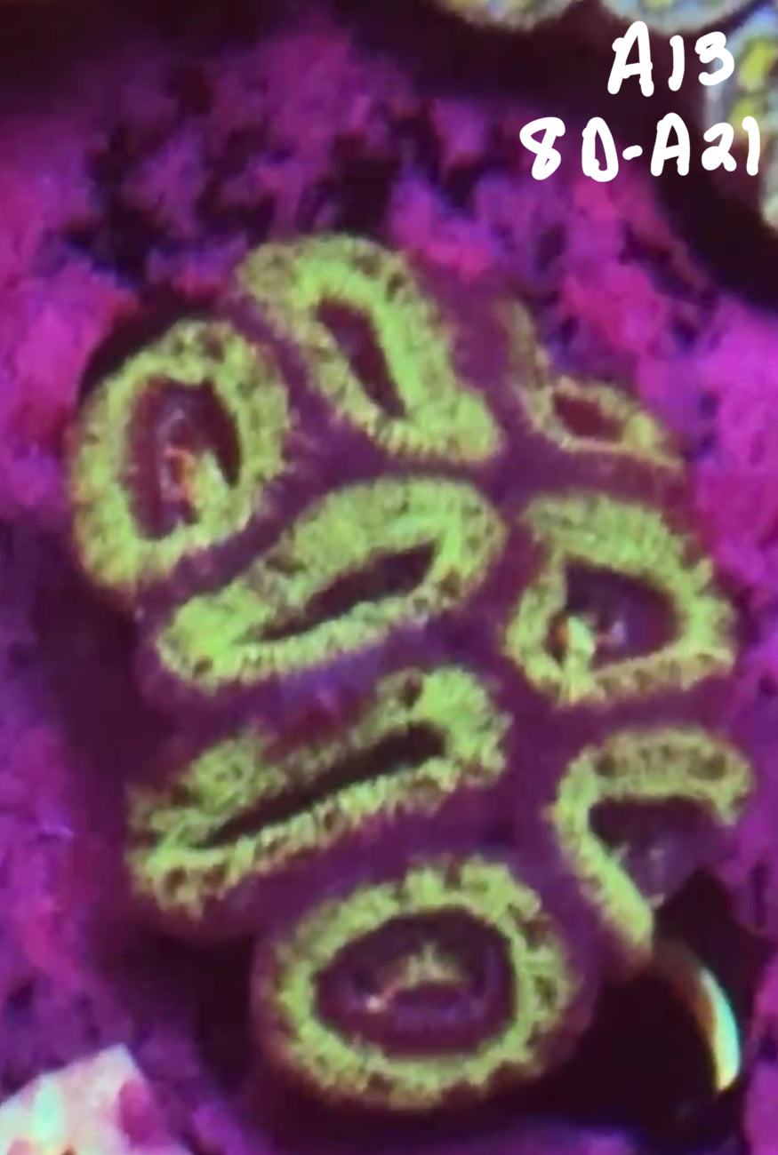 11/8 Facebook Live Auction