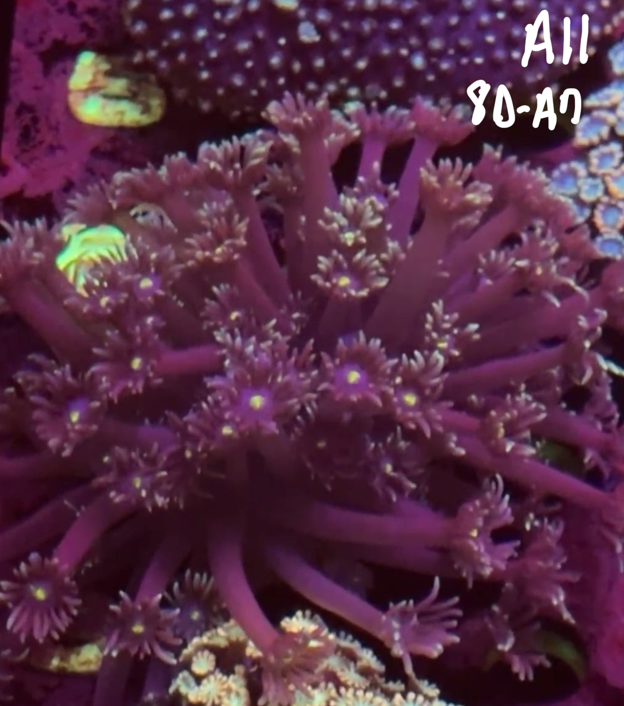 11/8 Facebook Live Auction