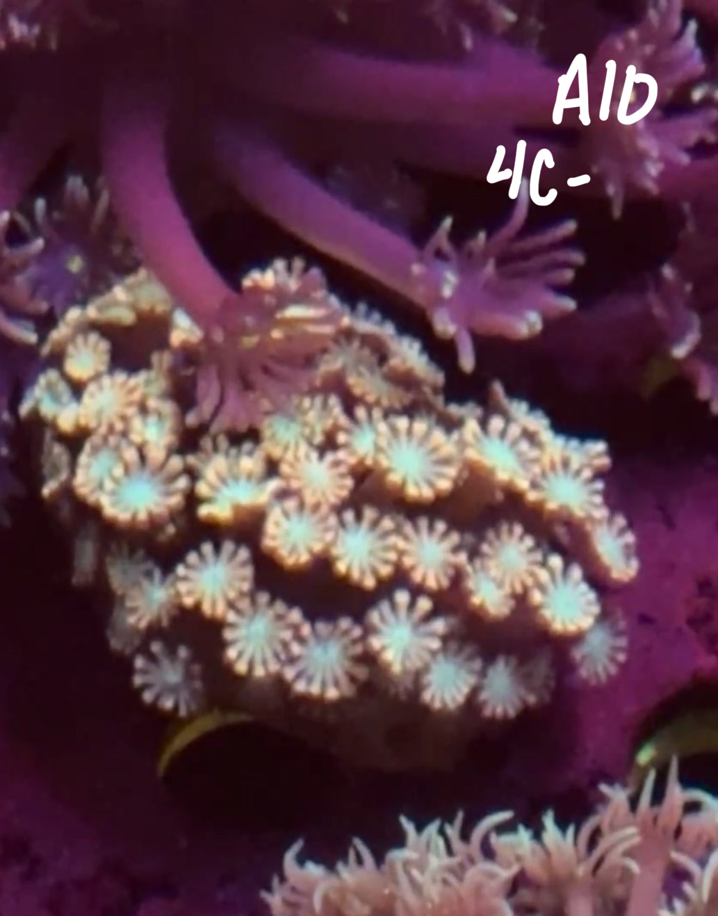 11/8 Facebook Live Auction