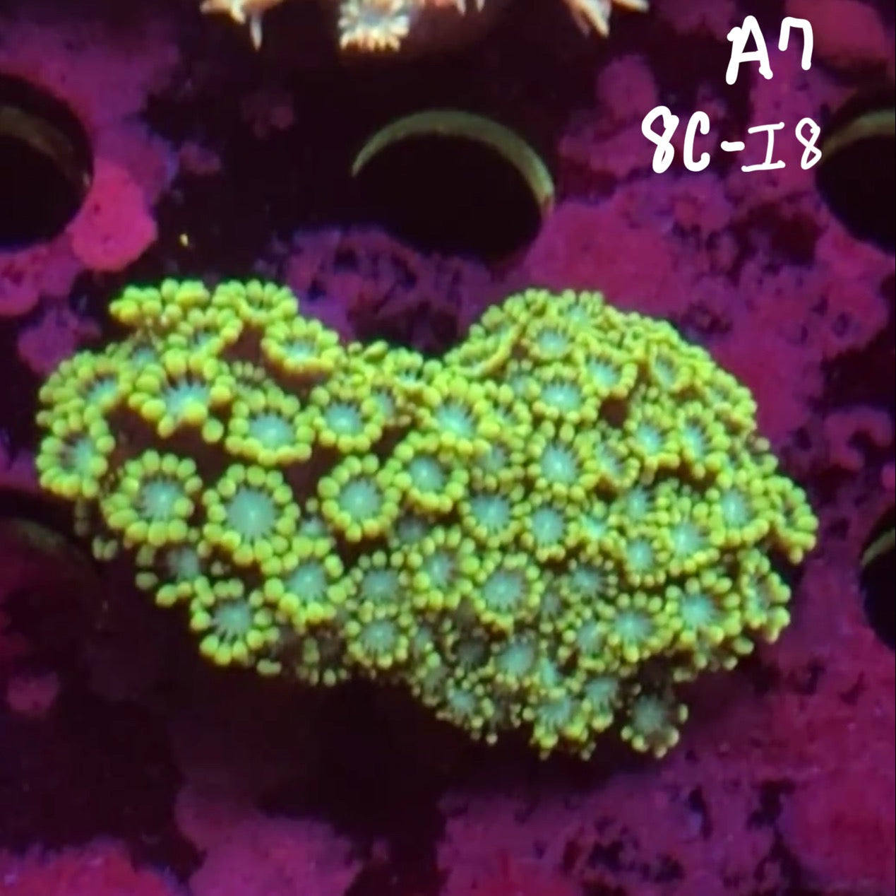 11/8 Facebook Live Auction