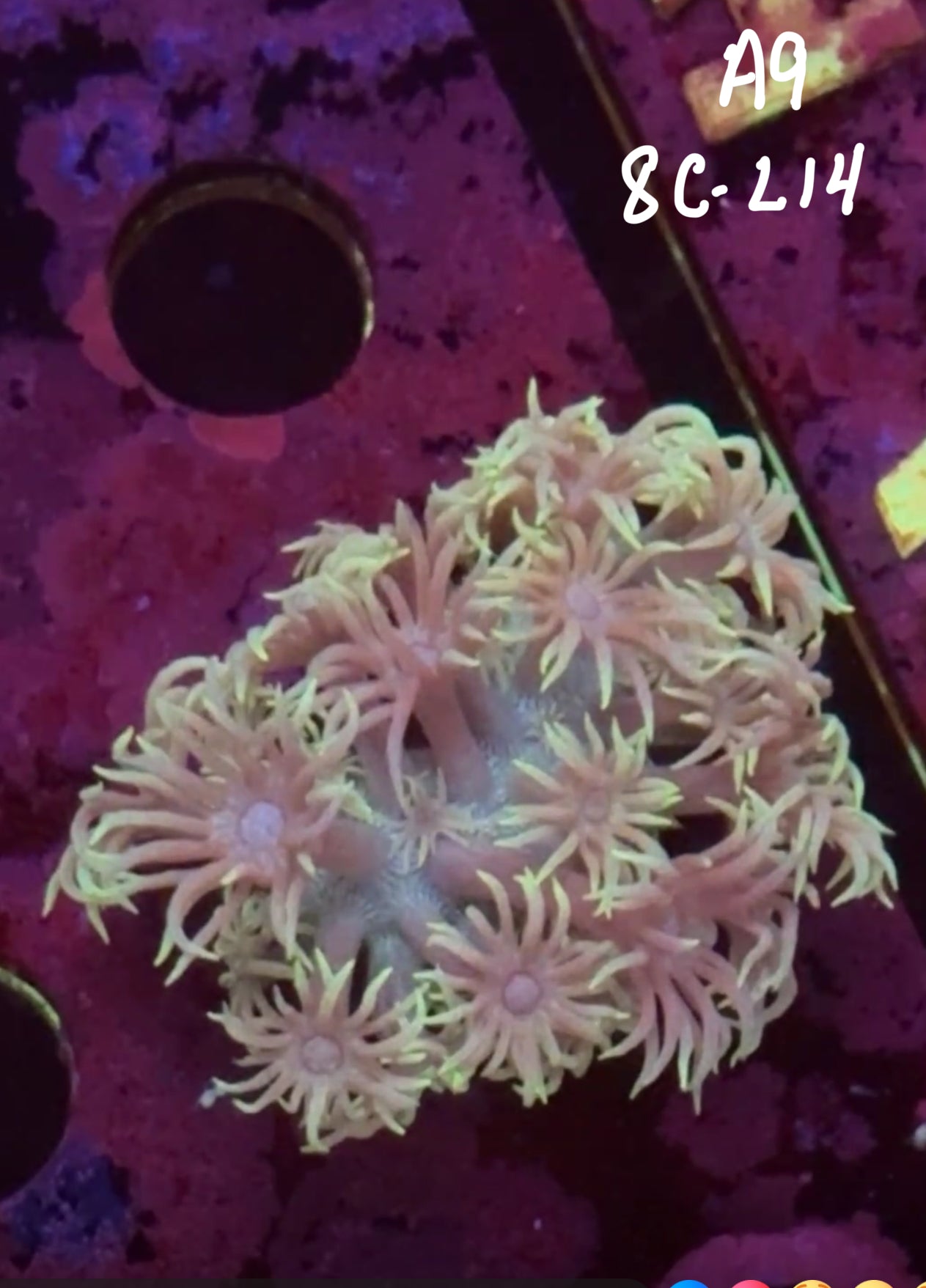 11/8 Facebook Live Auction