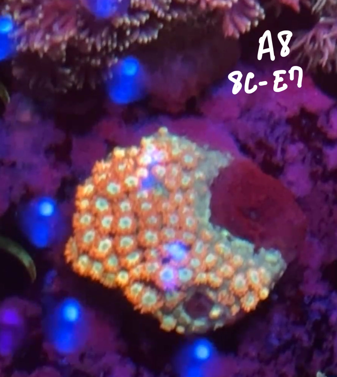 11/8 Facebook Live Auction