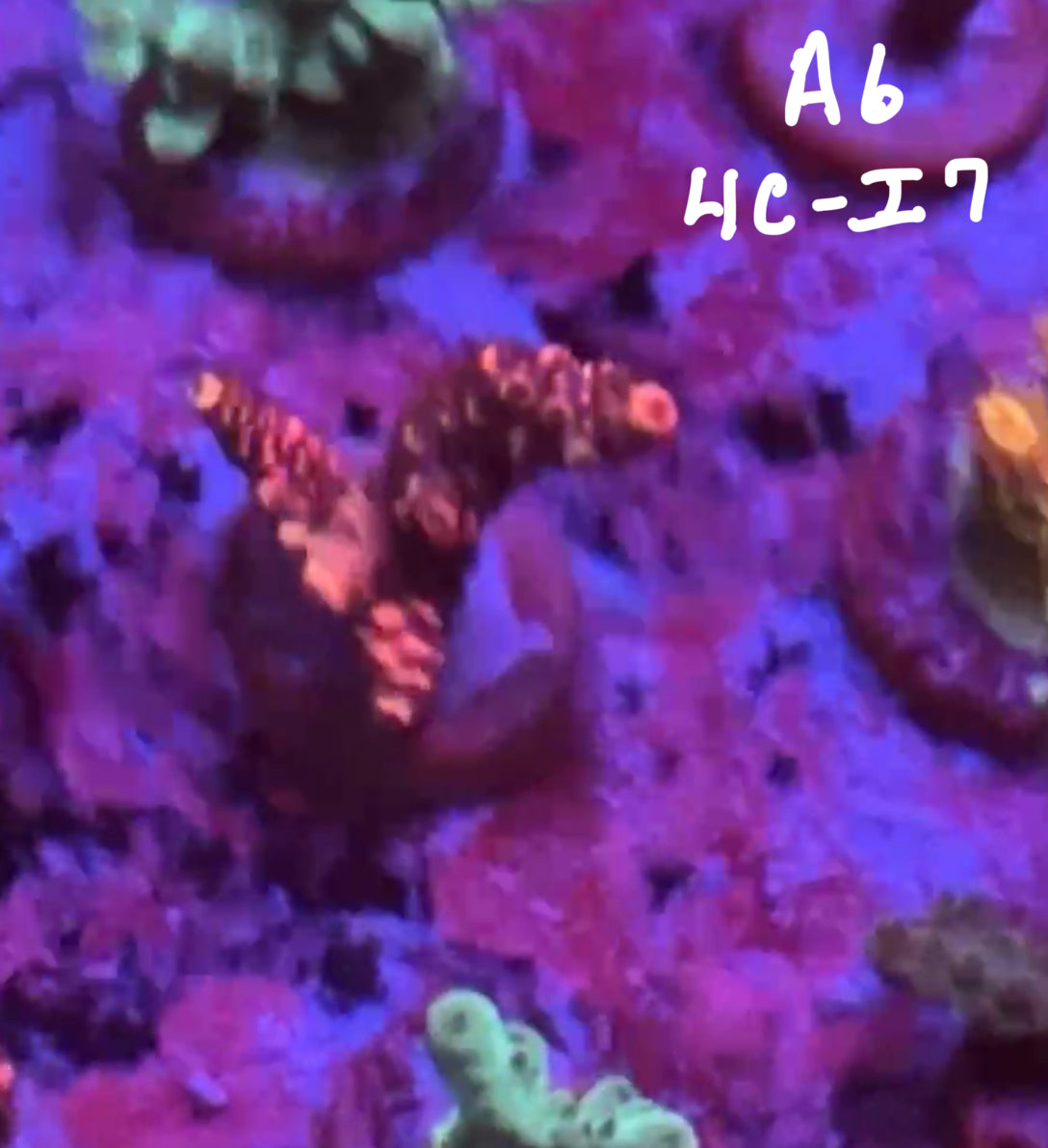 11/8 Facebook Live Auction