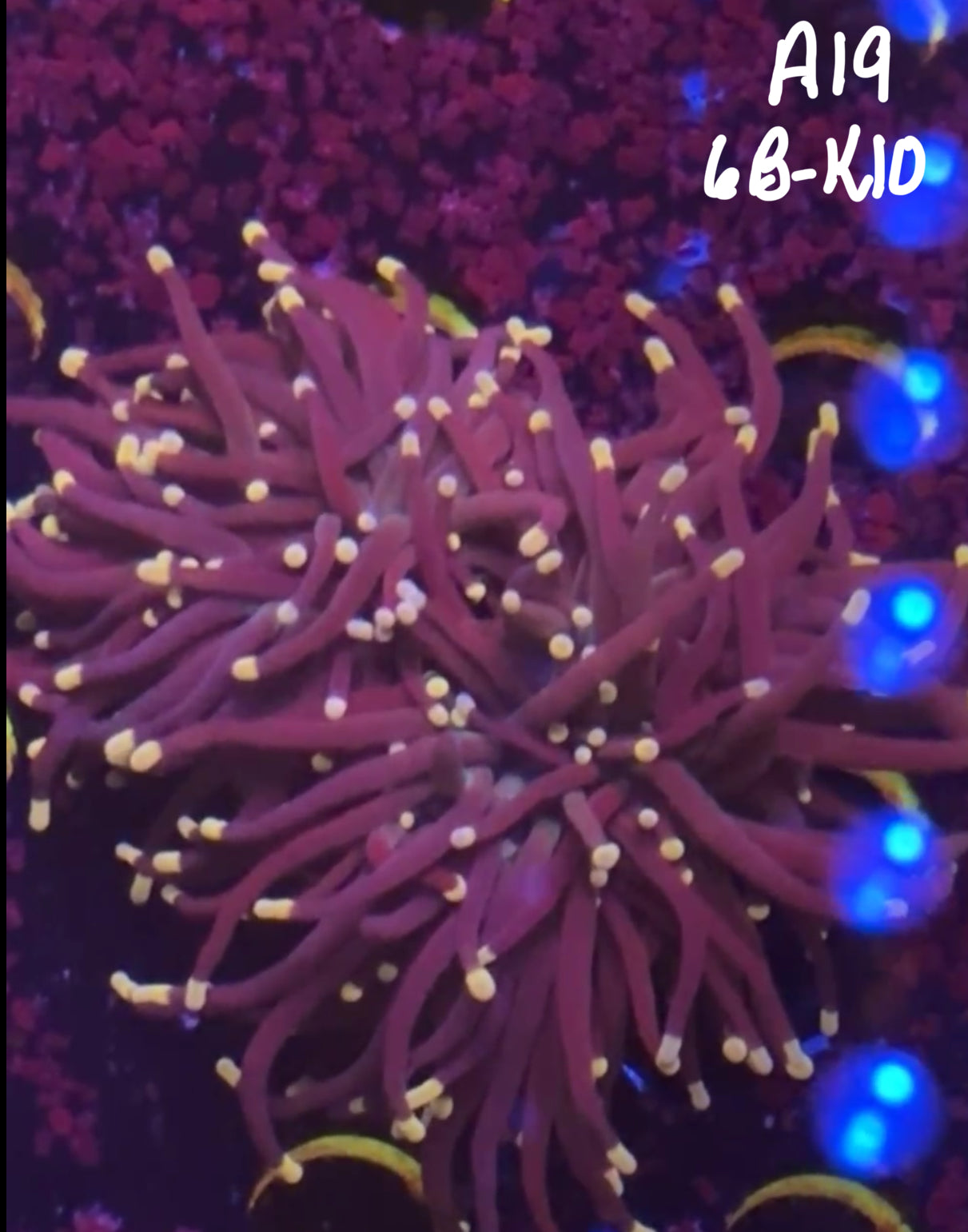 11/8 Facebook Live Auction