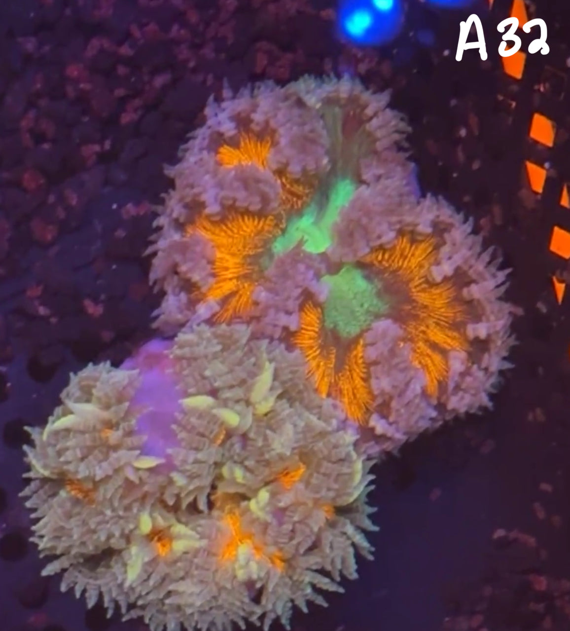 11/8 Facebook Live Auction