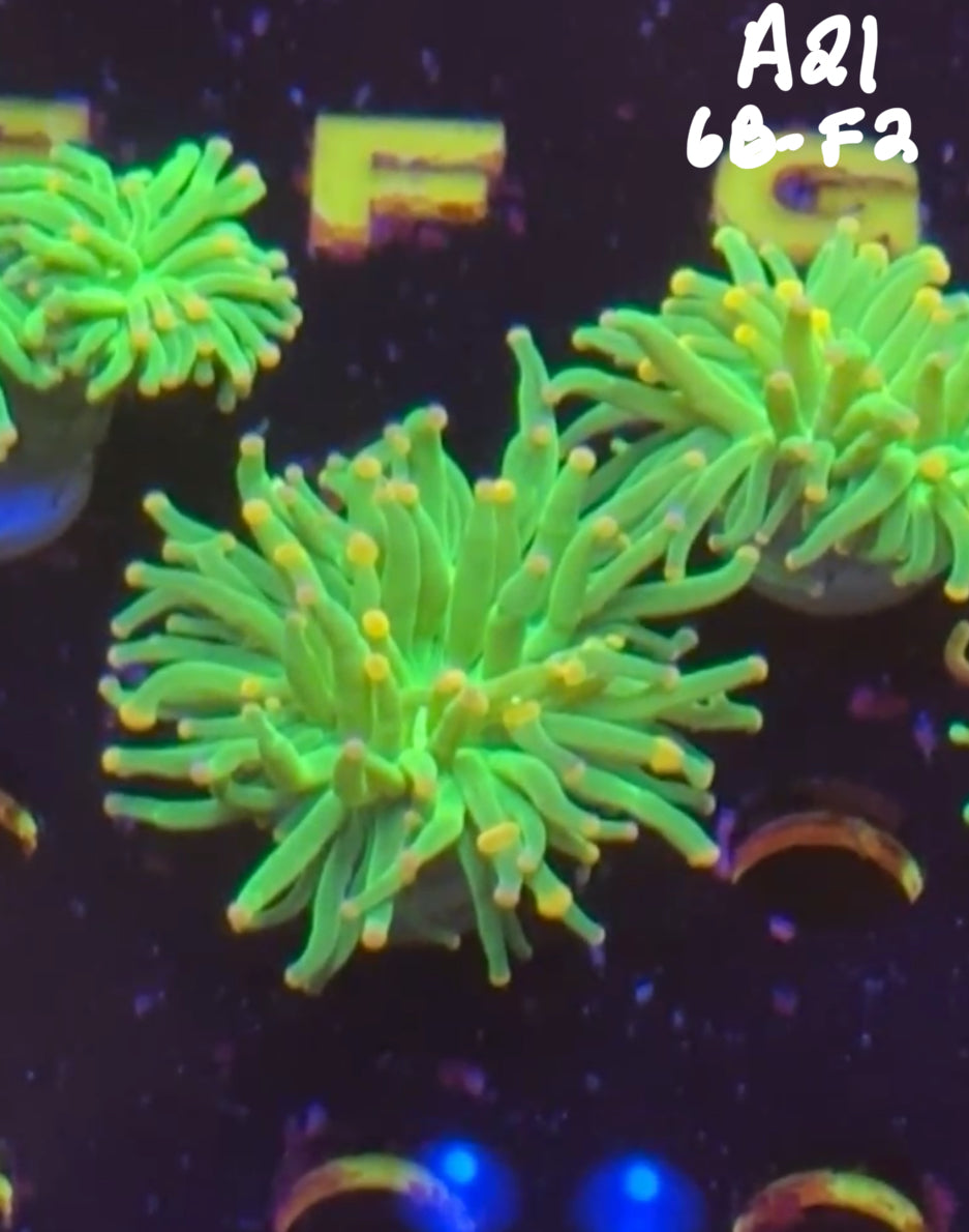 11/8 Facebook Live Auction