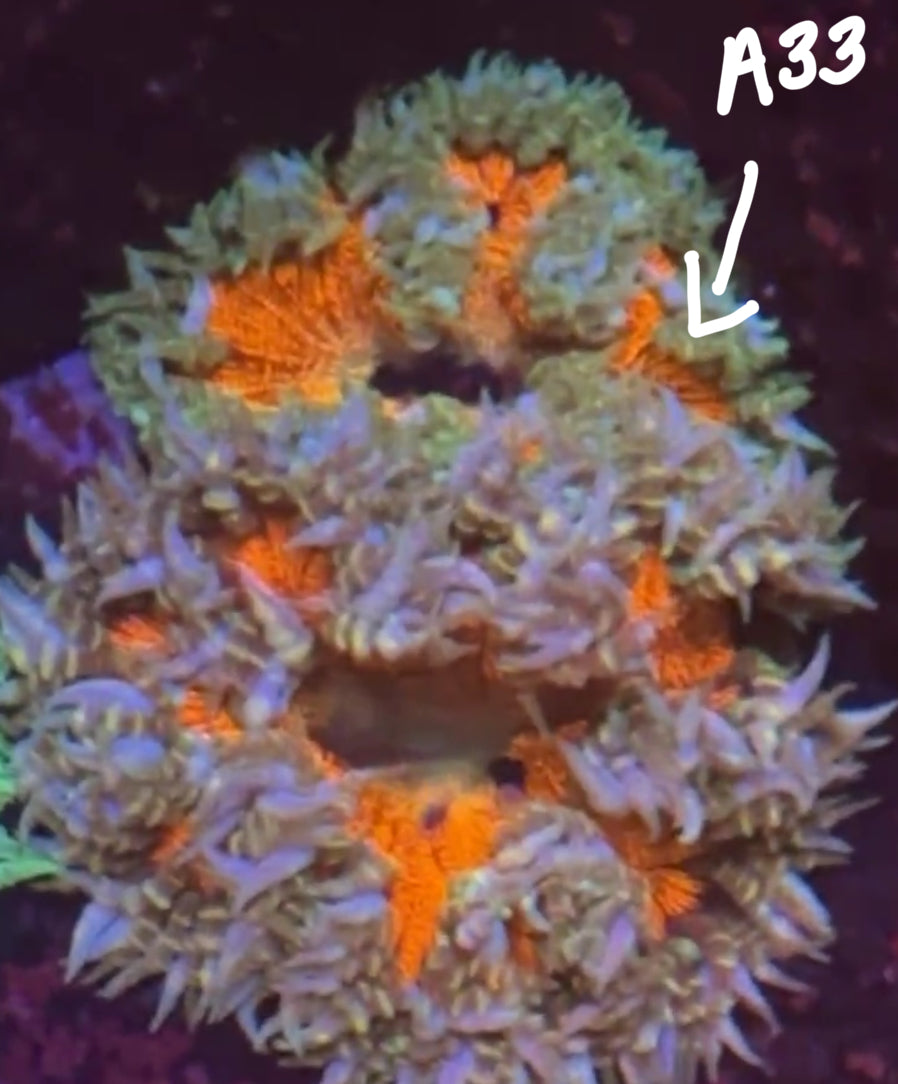 11/8 Facebook Live Auction