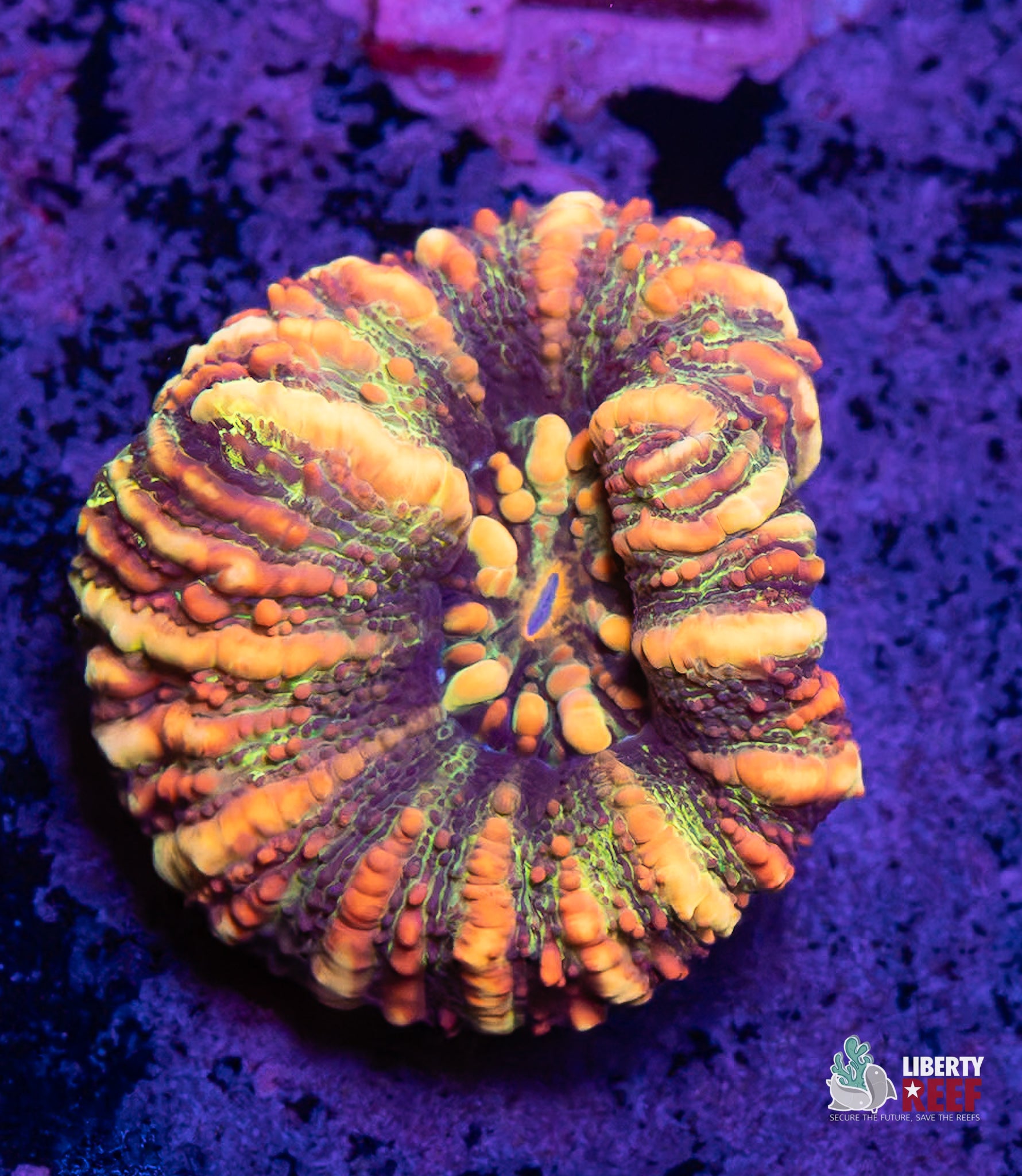 Harvest Moon Button Scoly