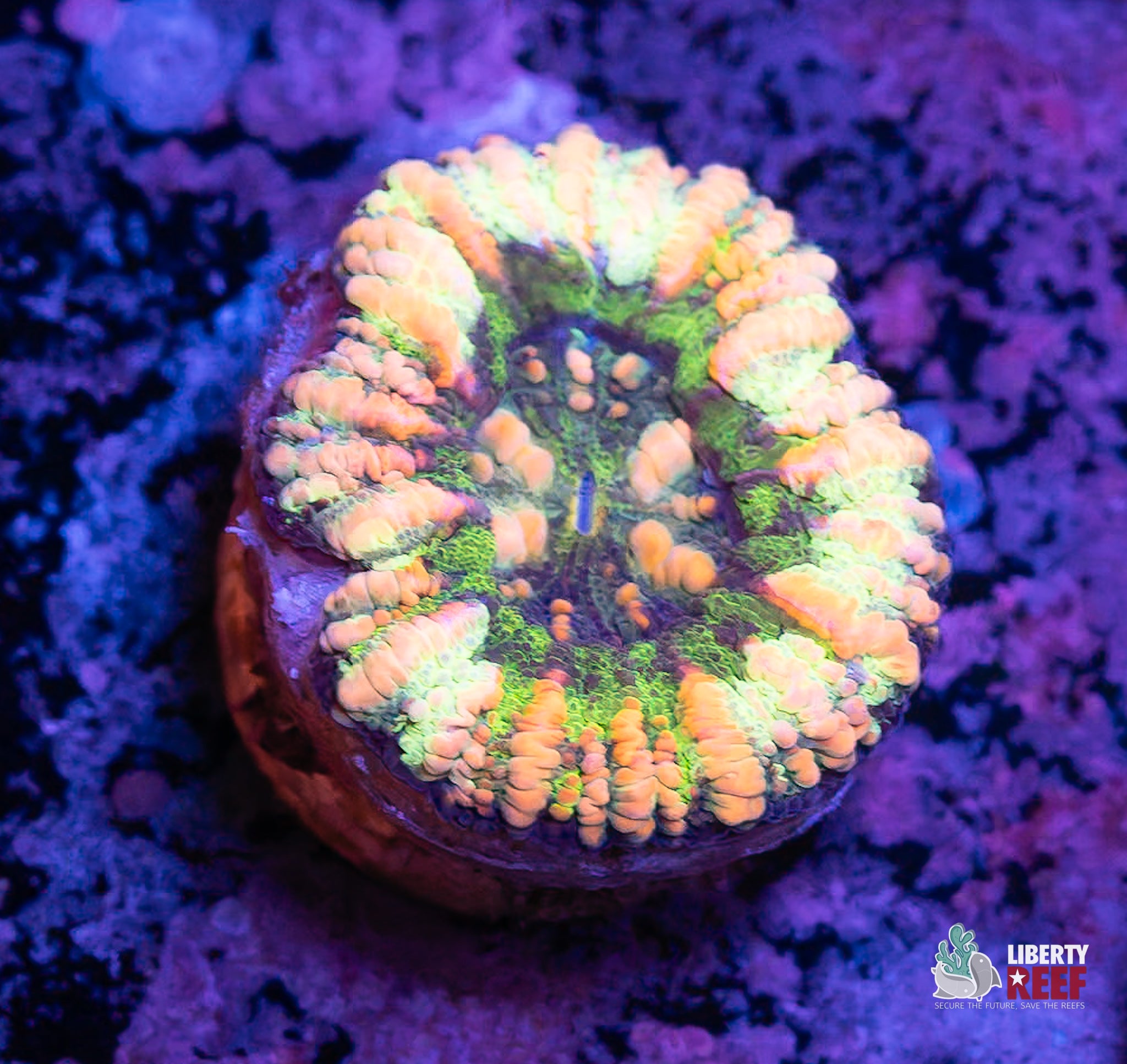 Electric Button Scoly