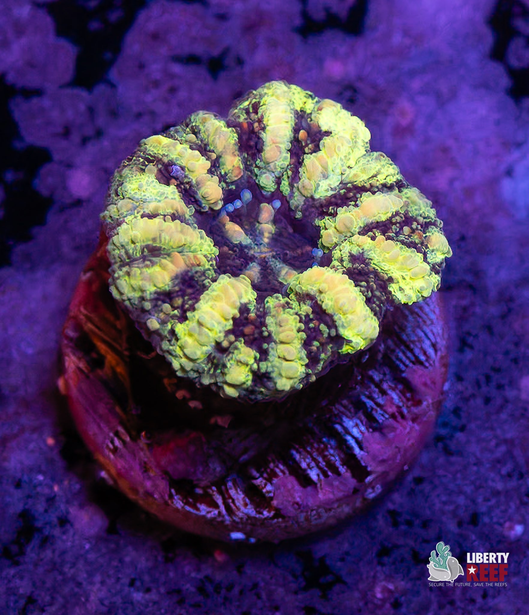 Green Goblin Button Scoly