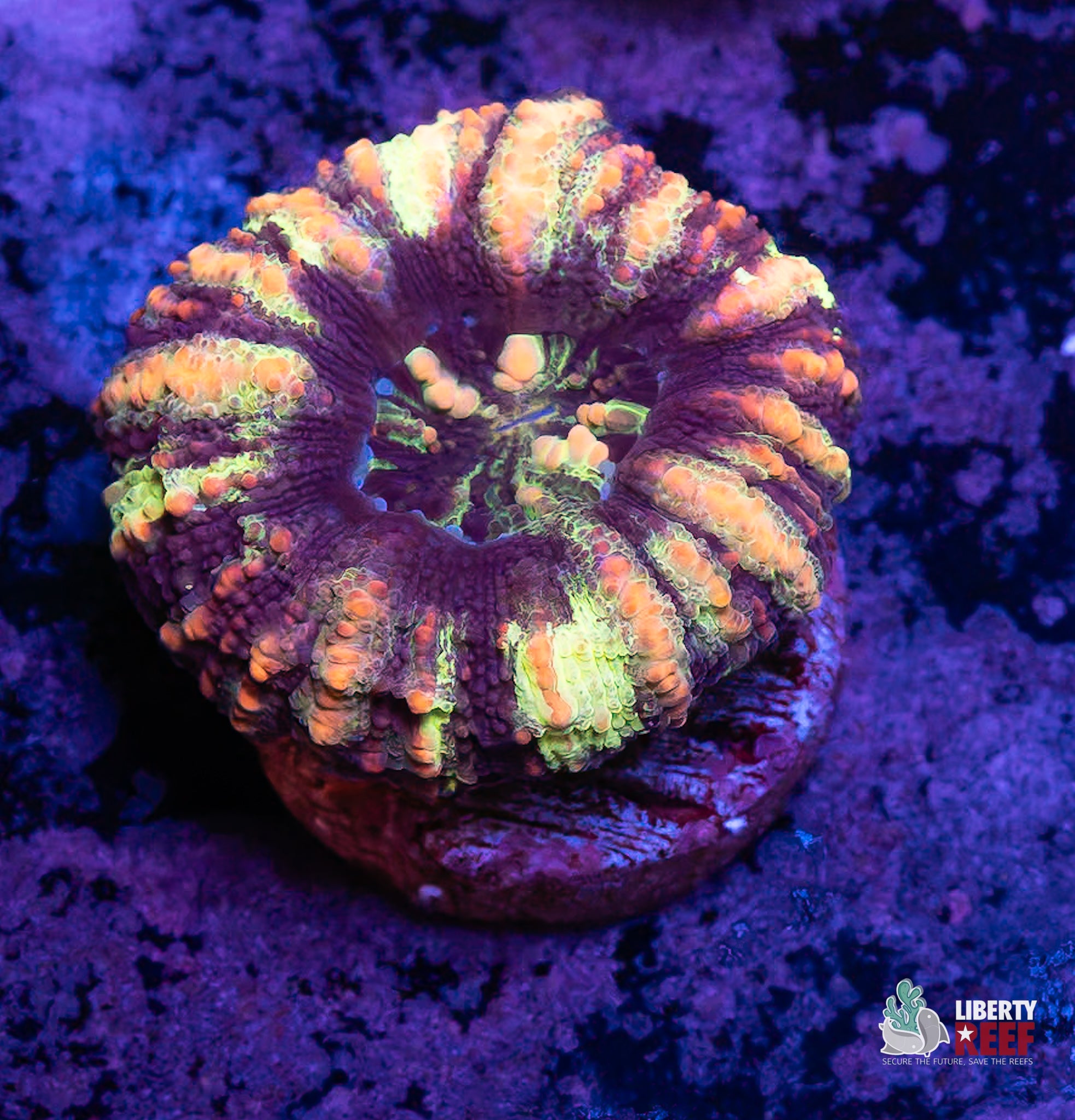 Multi-Colored Button Scoly