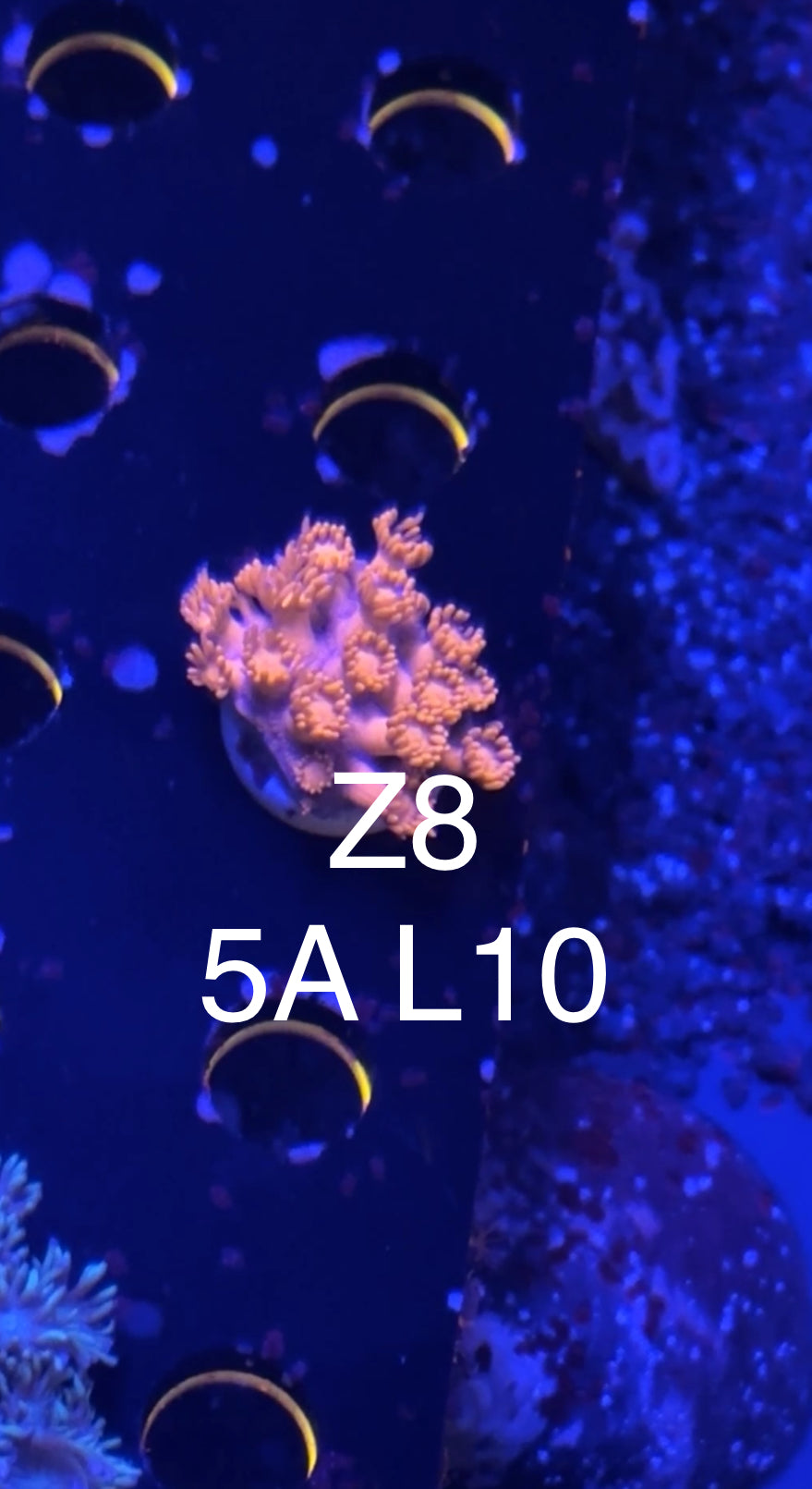 8/1 Live Facebook Auction