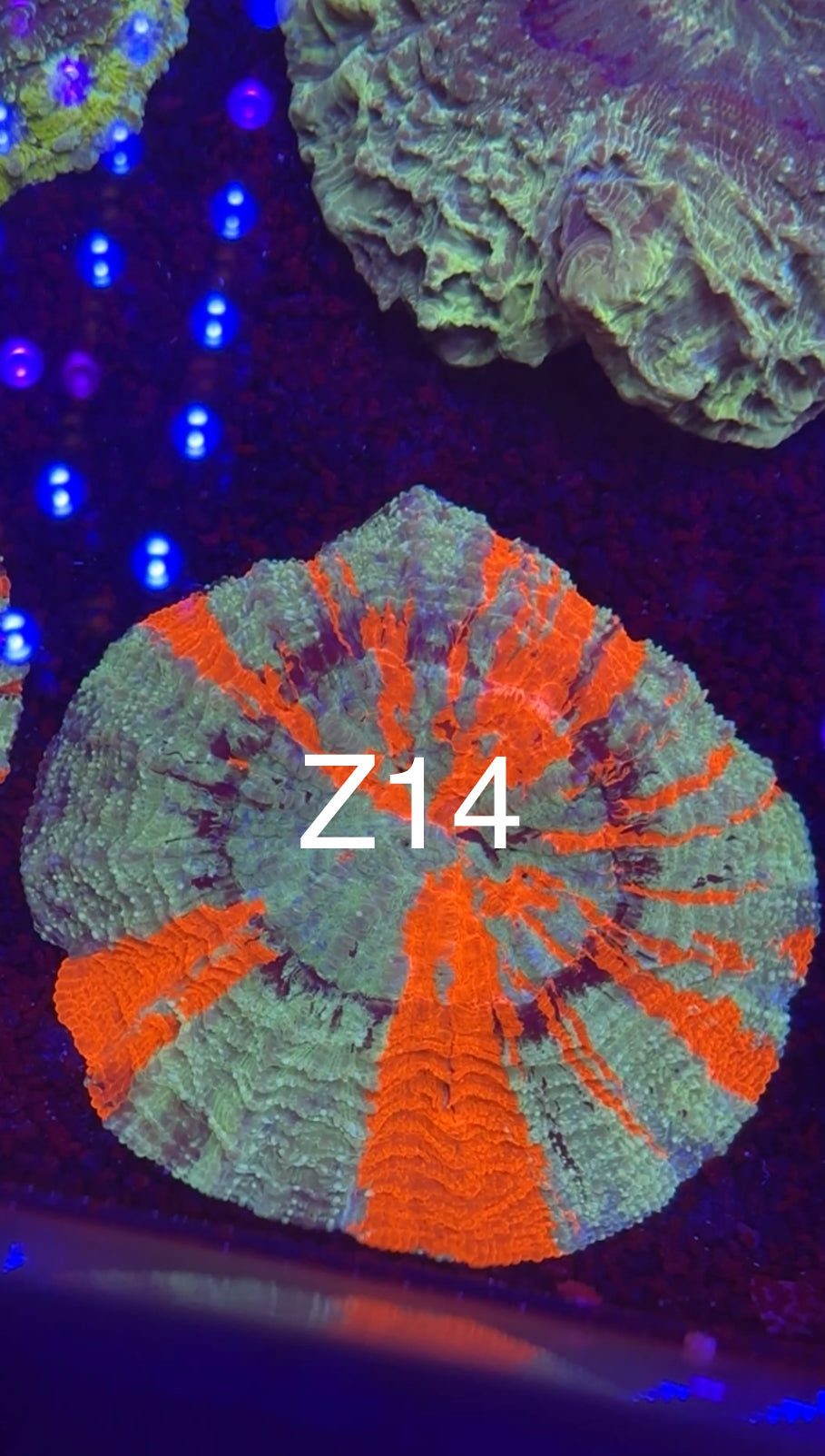 8/1 Live Facebook Auction
