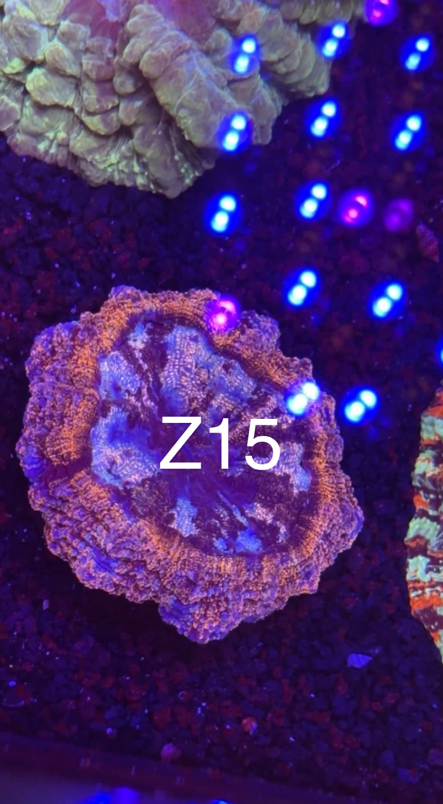 8/1 Live Facebook Auction
