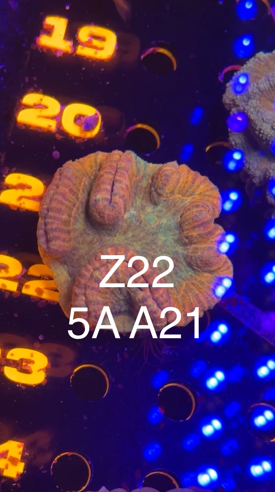 8/1 Live Facebook Auction