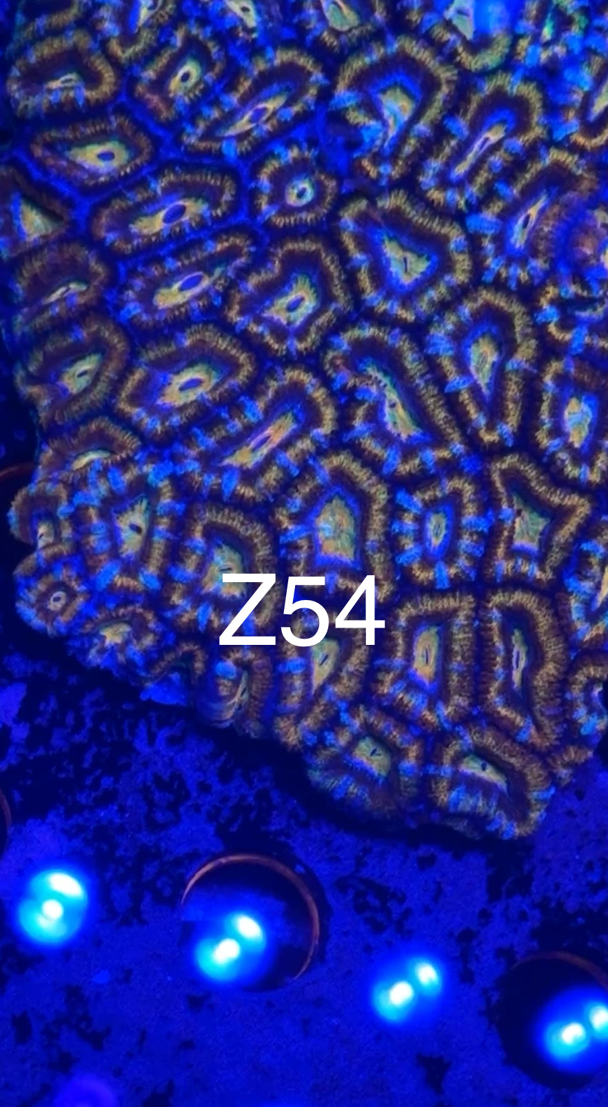 8/1 Live Facebook Auction