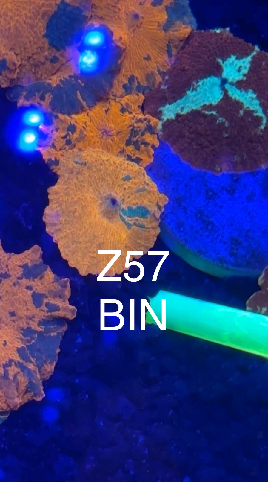 8/1 Live Facebook Auction