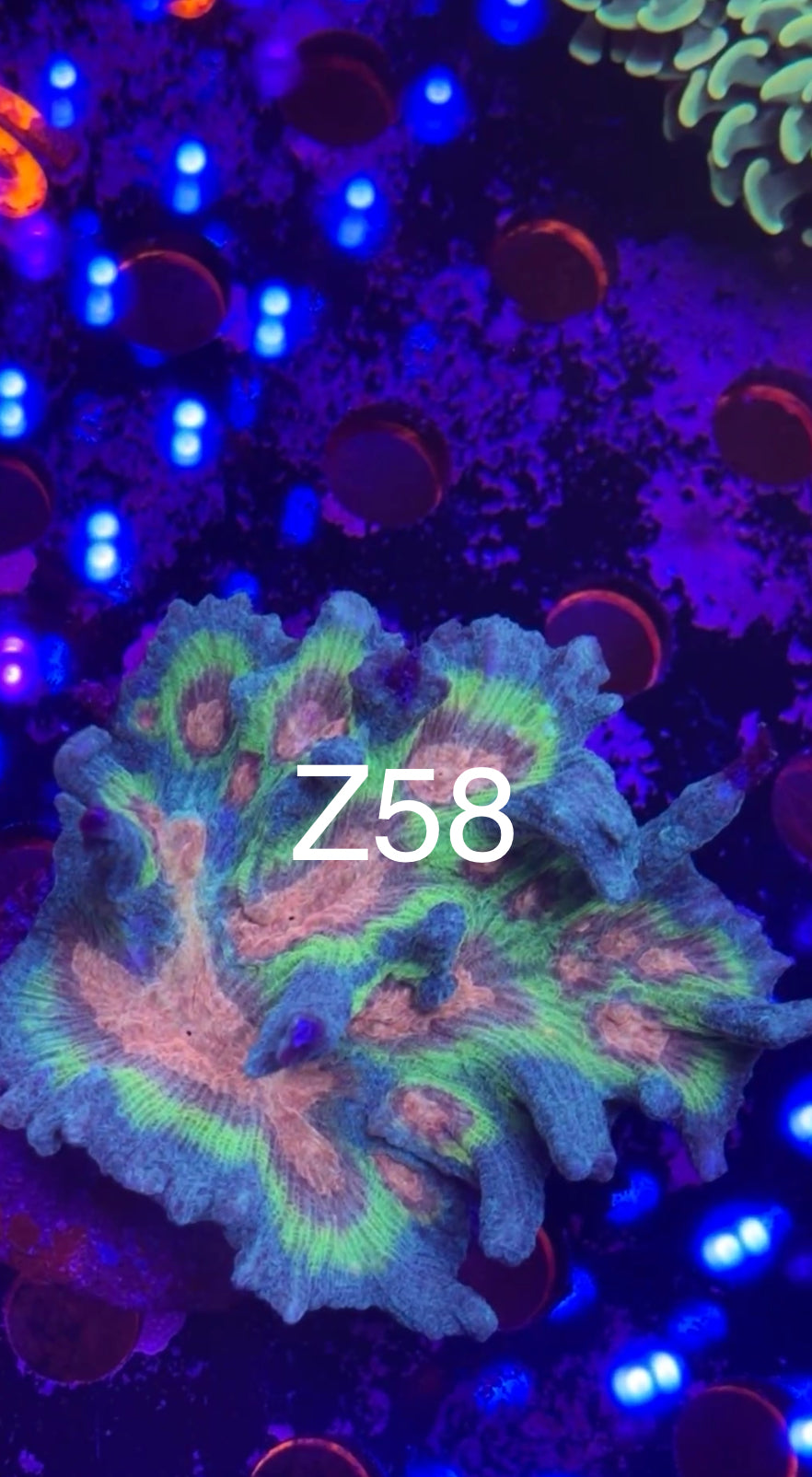 8/1 Live Facebook Auction