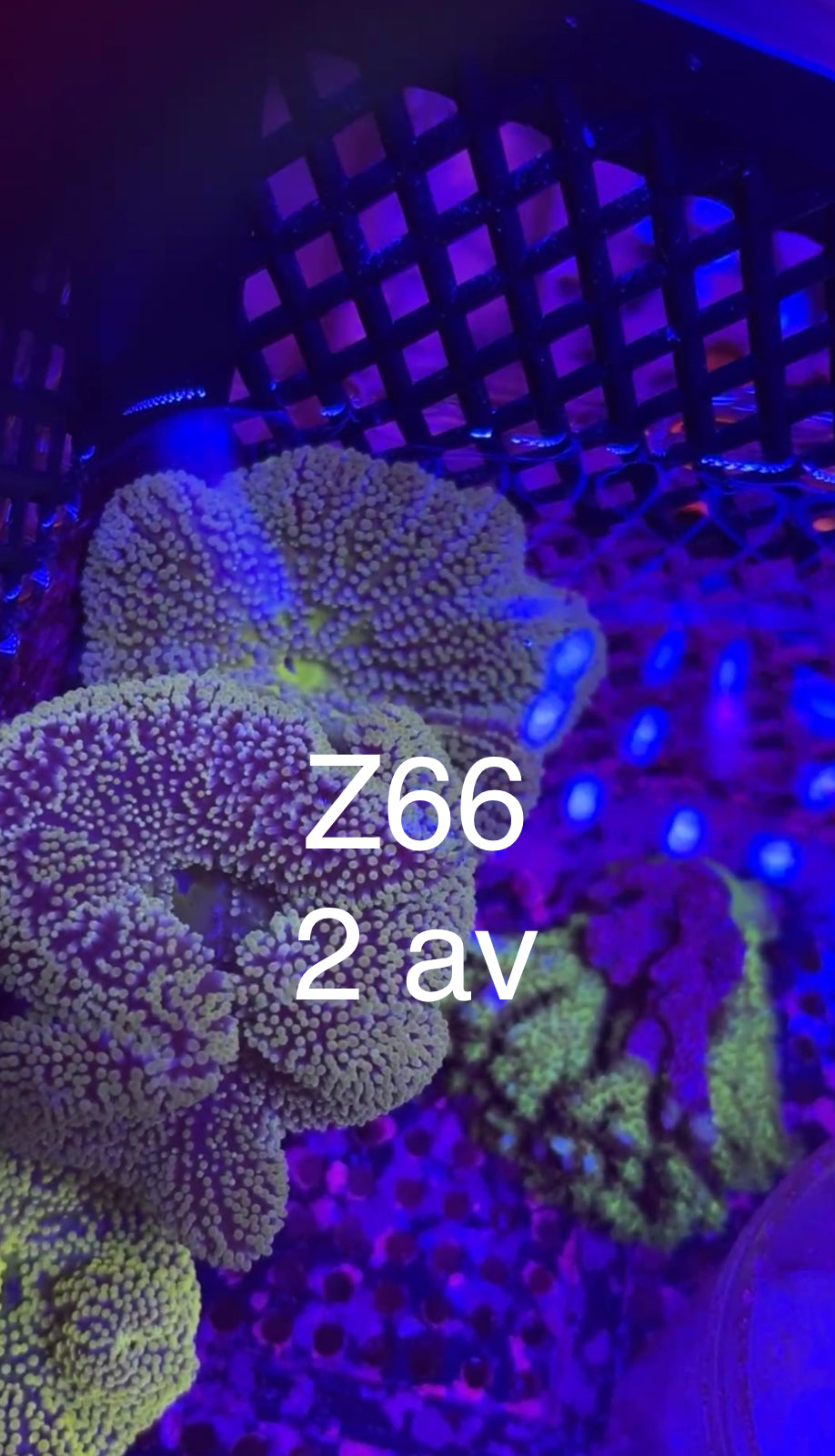 8/1 Live Facebook Auction