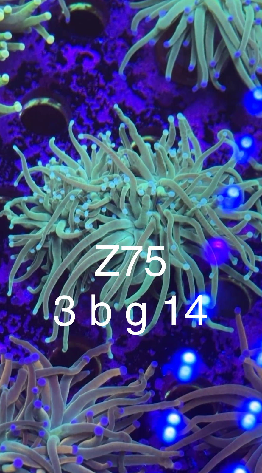 8/1 Live Facebook Auction