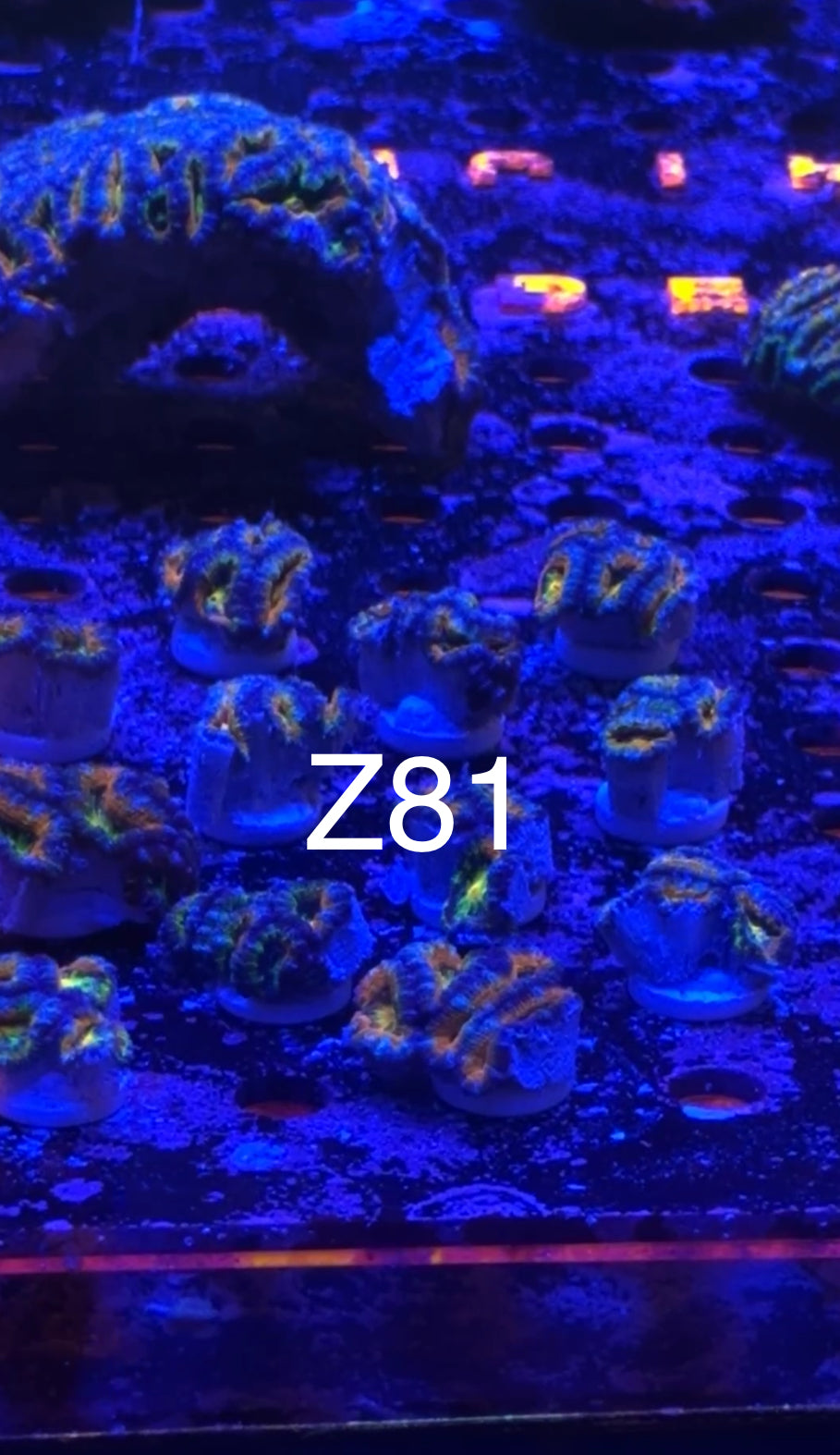 8/1 Live Facebook Auction