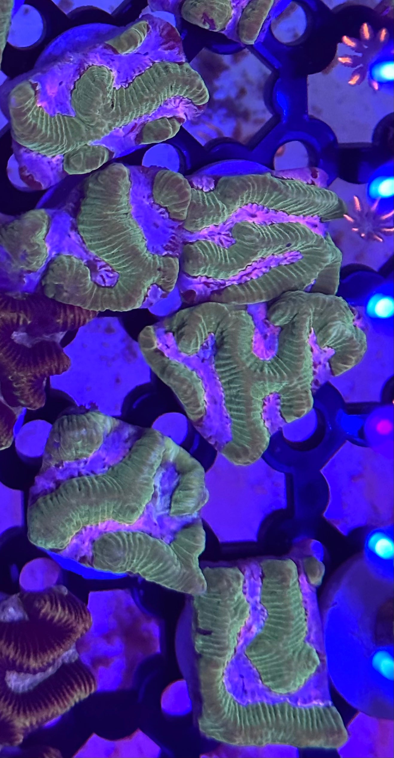 Watermelon Platygyra (Maze Coral)