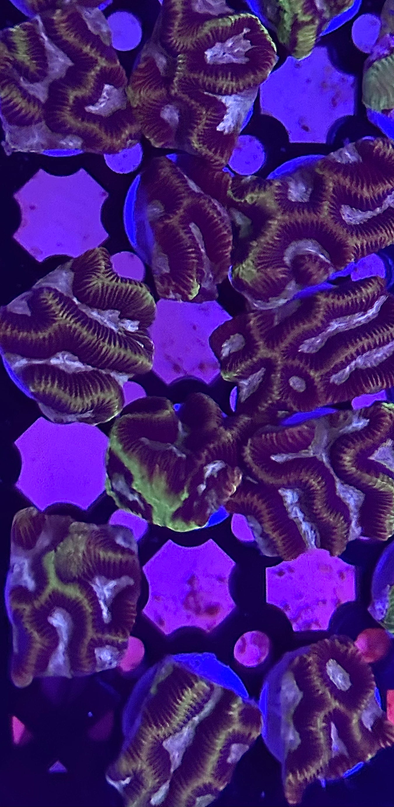 Bicolor Platygyra (Maze Coral)